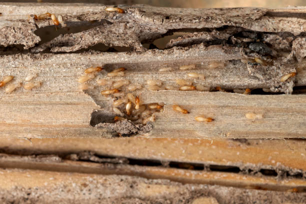Best Affordable Pest Control Services  in Belvidere, NJ